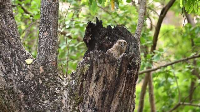 Adorable Baby Owl Perched in Forest Tree Hollow