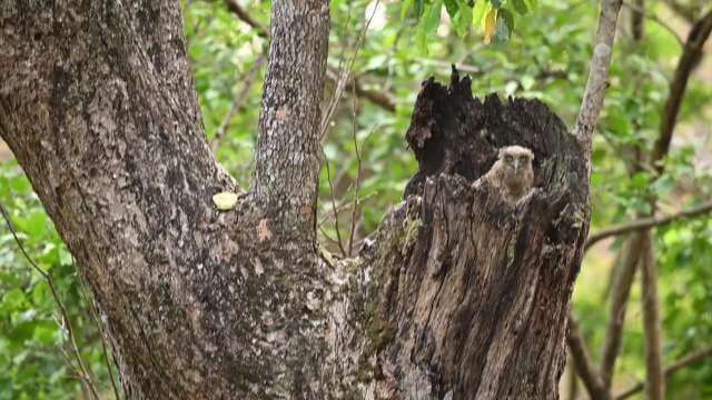 Camouflaged Owl Perfectly Blends Into Tree Trunk