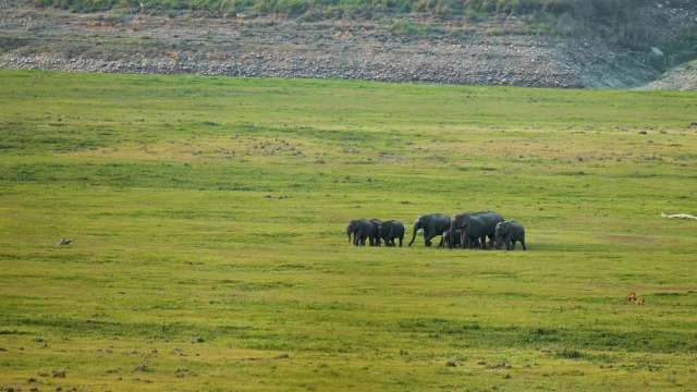 Elephant Herd Roams Open Grasslands in Wildlife Reserve