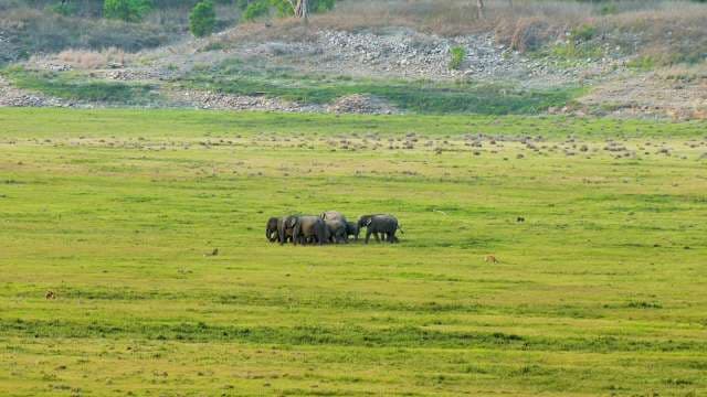 Wild Elephant Herd Roams Grassy Savannah Plain