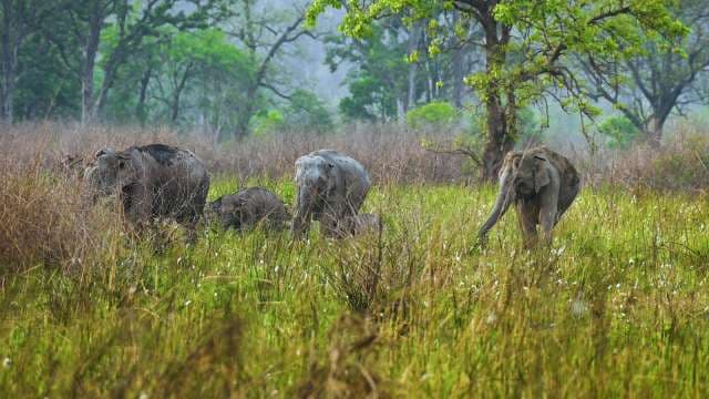 Wild Elephants Roaming Grasslands in Indian Forest Reserve