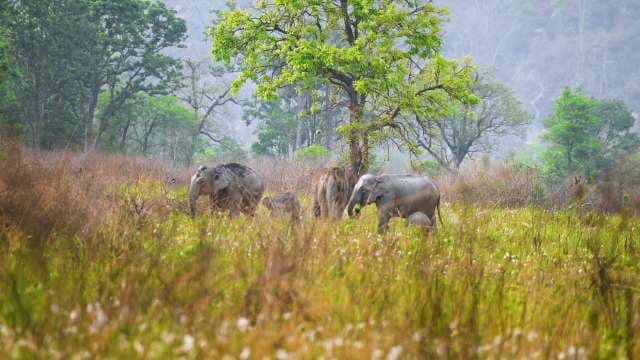 Wild Elephants Roaming in Lush Indian Forest Landscape