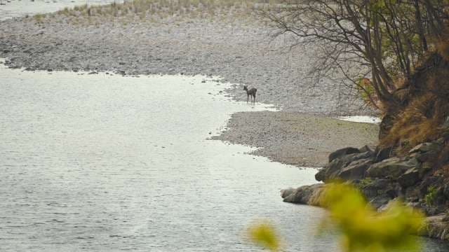 Wild Deer by Tranquil Riverside on Rocky Bank