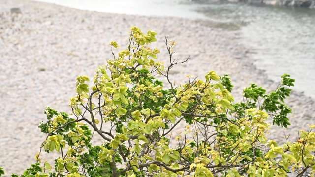Tree With Yellowing Leaves by Riverbank in Summer