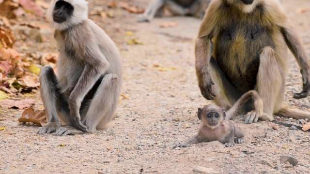 Gray Langur Monkeys With Newborn in Indian Forest Habitat