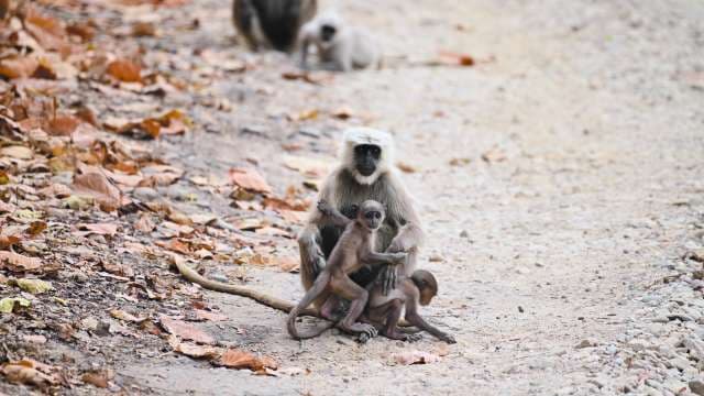 Gray Langur Monkeys Interact in Forest Habitat
