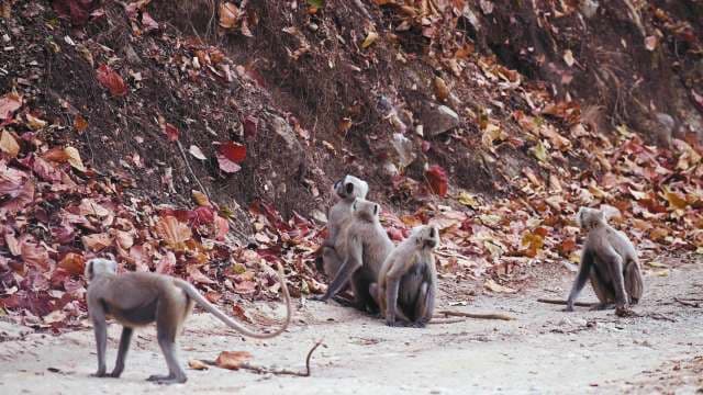 Wild Hanuman Langurs Foraging in Indian Forest