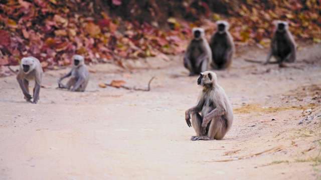 Hanuman Langur Monkeys Resting on Indian Forest Path