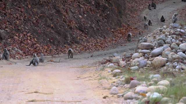 Wild Monkeys Cross a Dirt Road in Forest Habitat