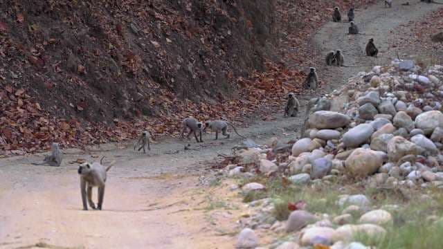 Wild Langur Monkeys Roam Forest Trail in Northern India