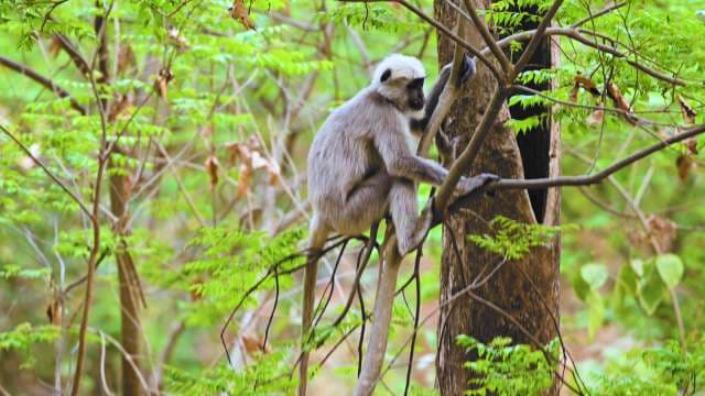 Gray Langur Monkey Climbing in Indian Forest
