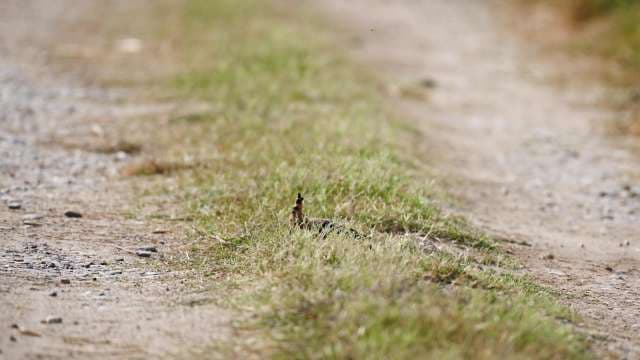 Master of Camouflage: Bird Blends Seamlessly With Nature
