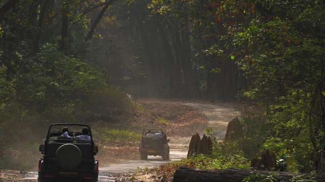 Thrilling Jeep Safari Adventure Through Lush Forest Trails
