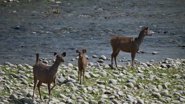 Wild Deer Family by Rocky Riverbank in Daylight