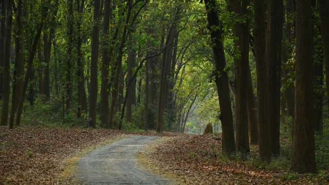 Serene Forest Trail With Lush Green Trees and Curved Path