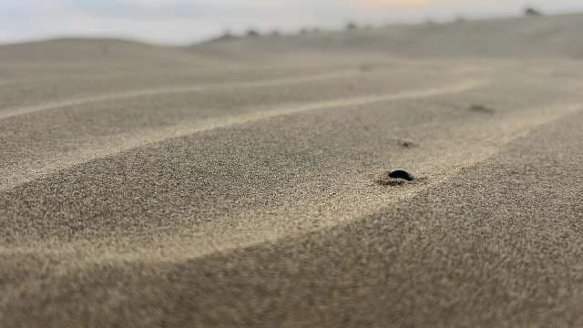 Close-Up of Beetle on Desert Sand Dune at Sunset