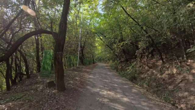Serene Forest Trail Through Lush Woodland Path