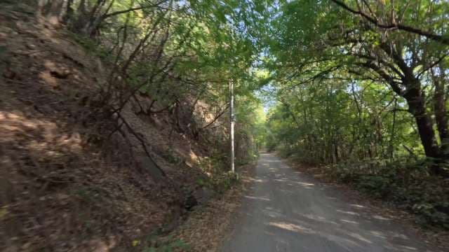 Serene Gravel Path Winding Through Dense Forest Canopy