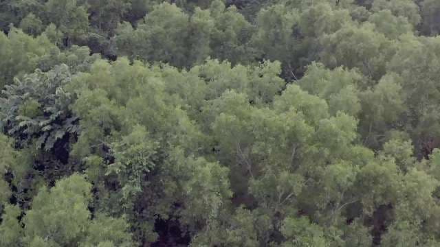Aerial Drone View of Lush Tropical Rainforest Canopy