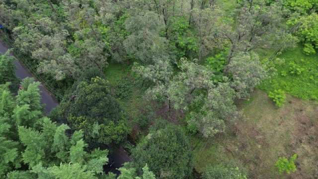 Aerial Forest Canopy with River and Power Lines