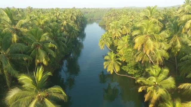 Tropical Palm Forest Saraswati River Aerial View