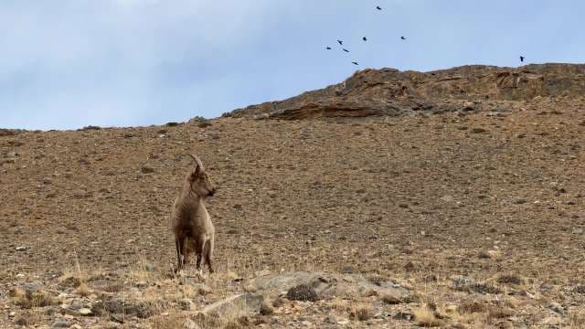 Mouintain Goat in Spiti Valley Terrain with Birds Flying