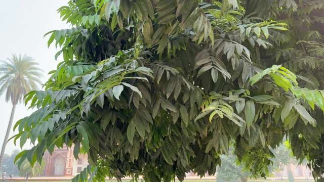 Tamarind Tree: Tropical Fruit and Shade Tree Guide