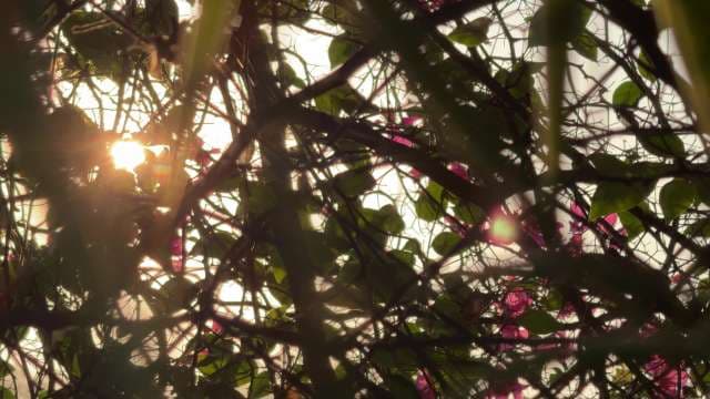 Bougainvillea Vines in Golden Sunlight