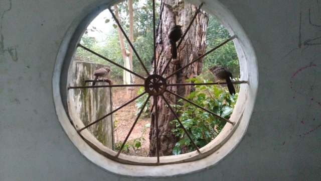 House Sparrows Perched on Tree Branch Through Window
