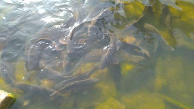 School of Fish Swimming in Shallow Water