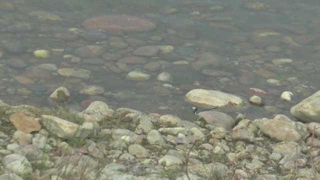 Natural River Rocks in Shallow Water: Smooth Stones Landscaping