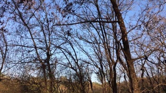 Bare Trees in Winter Forest - Scenic Nature Video