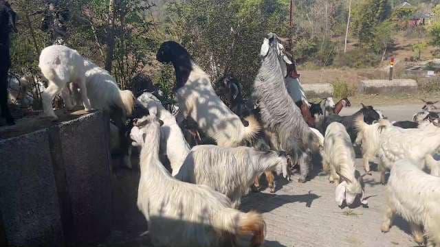 Herd of Goats Grazing in Rural Mountain Village
