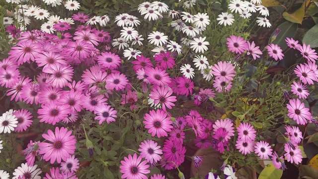 Vibrant Pink and White Daisies in Full Bloom