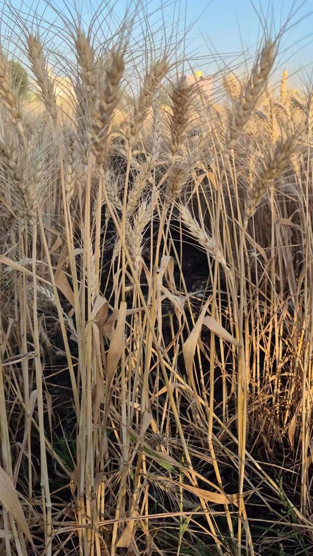 Golden Wheat Field at Harvest Time