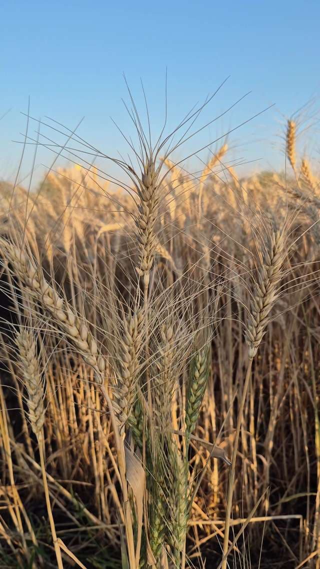 Wheat Field India