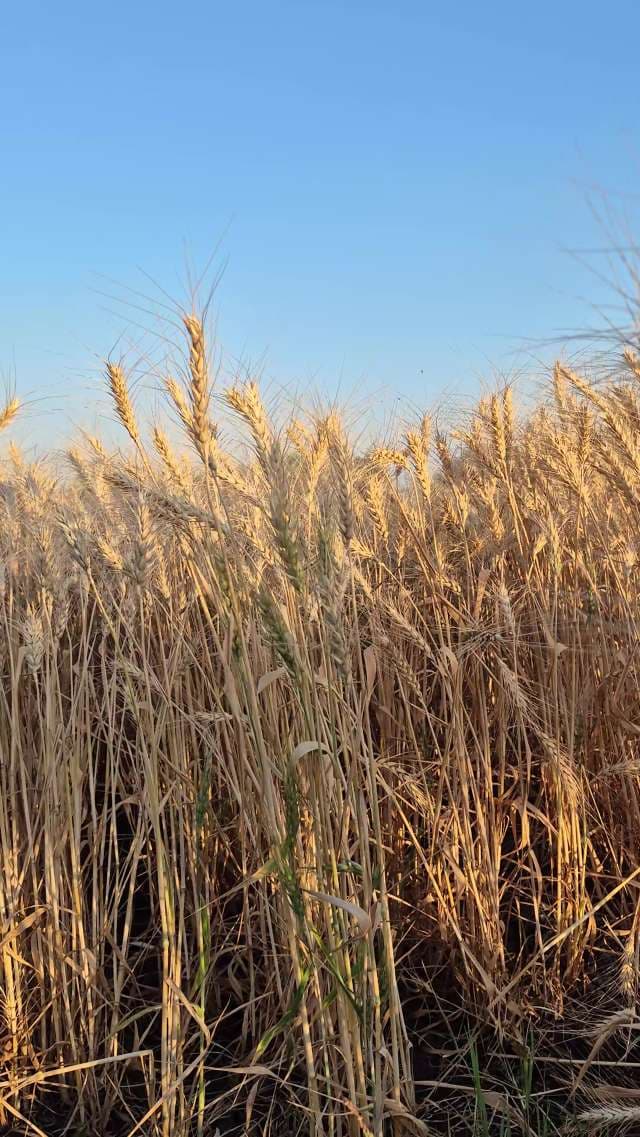 Golden Wheat Field at Harvest Time Under Clear Sky