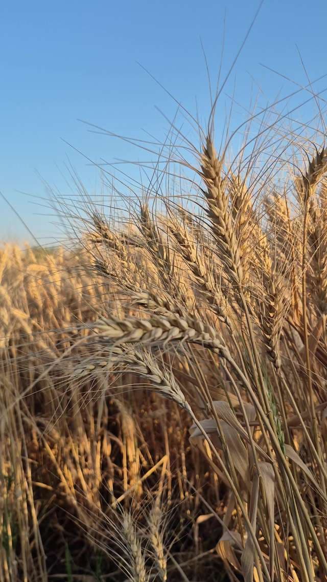 Closeup of Wheat Field 