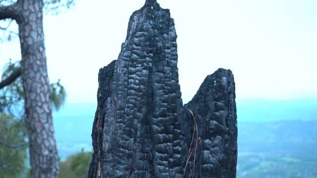 Burnt Tree Himachal Pradesh