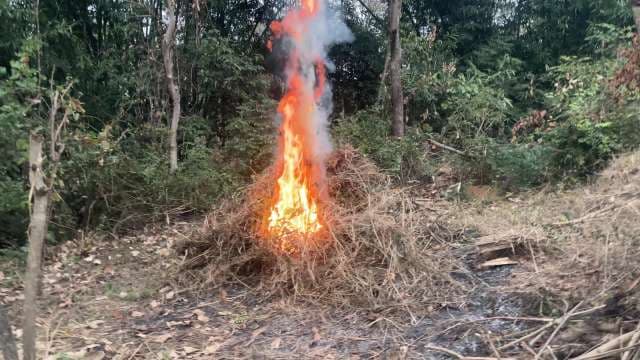 Forest Bonfire Burning Bright in Woodland Area