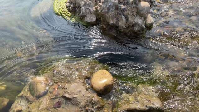 Rocky Coastal Tidepool: Nature's Hidden Marine Ecosystem