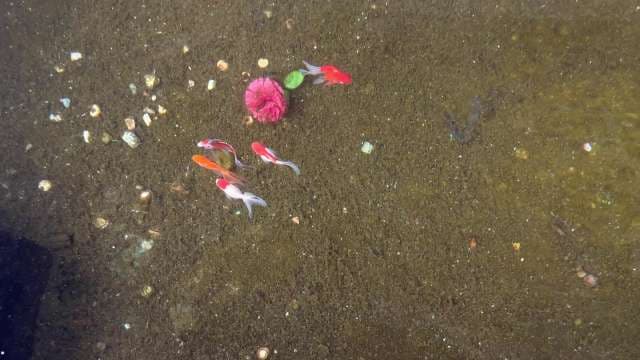 Colorful Koi Fish and Flowers on Sandy Pond Bottom