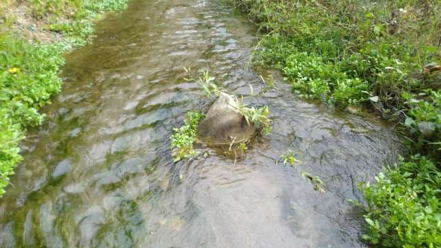 Flowing Stream Through Lush Green Vegetation