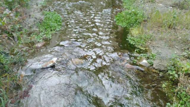 Natural Stream in Himachal