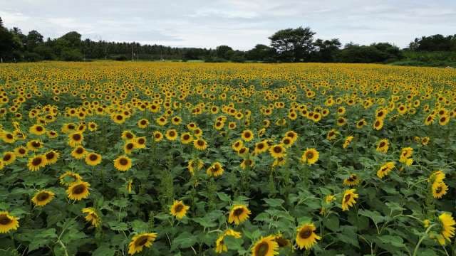 Stunning Sunflower Field Landscape in Full Bloom