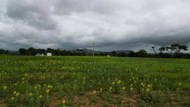 Golden Sunflower Field Landscape with Dramatic Sky