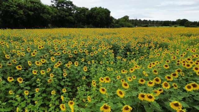 Sunflower Field in Full Bloom