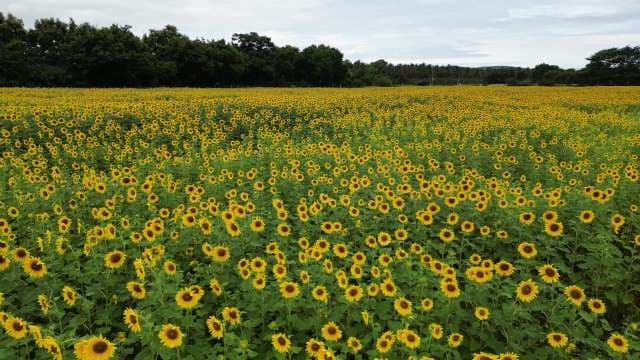 Stunning Sunflower Field in Full Bloom