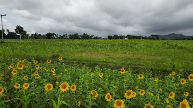 Sunflower Field Under Cloudy Sky - Nature Landscape