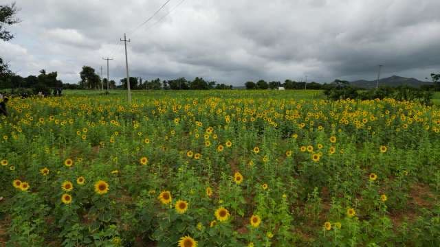 Sunflower Field Under Cloudy Sky